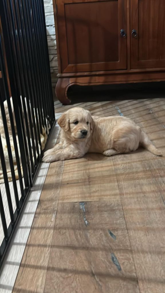 Brenne's River - Chiot disponible  - Golden Retriever