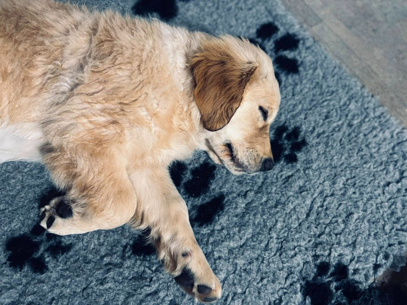 bébés précédents