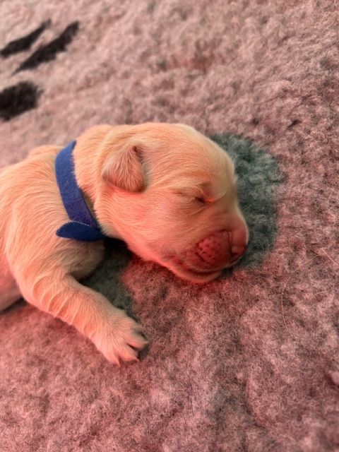 Brenne's River - Chiots disponibles - Golden Retriever