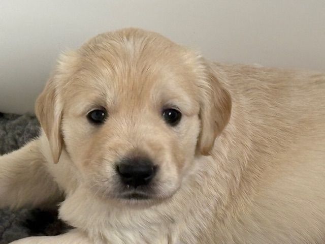 Brenne's River - Chiots disponibles - Golden Retriever