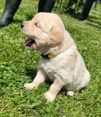 Brenne's River - Chiots disponibles - Golden Retriever
