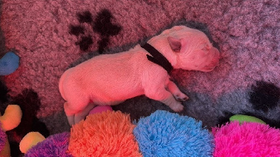 CHIOT