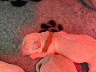 Brenne's River - Chiots disponibles - Golden Retriever