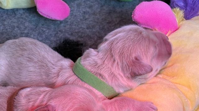 Brenne's River - Chiots disponibles - Golden Retriever