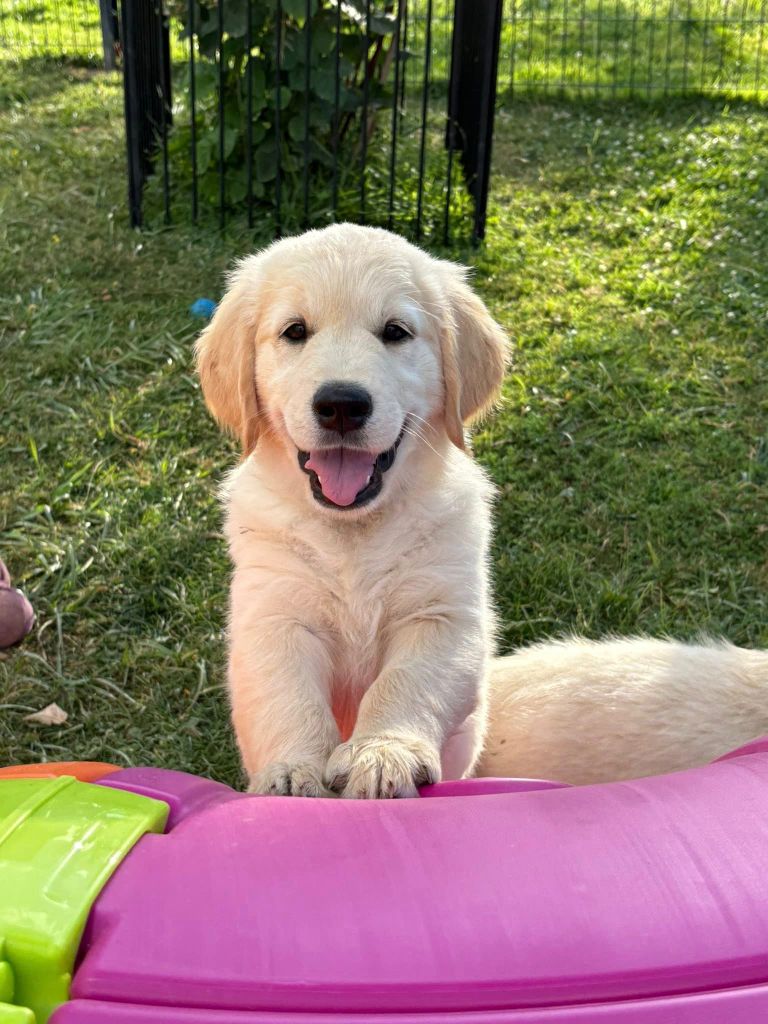 Brenne's River - Chiots disponibles - Golden Retriever