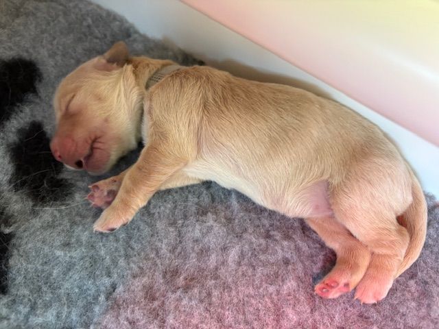 Brenne's River - Chiots disponibles - Golden Retriever