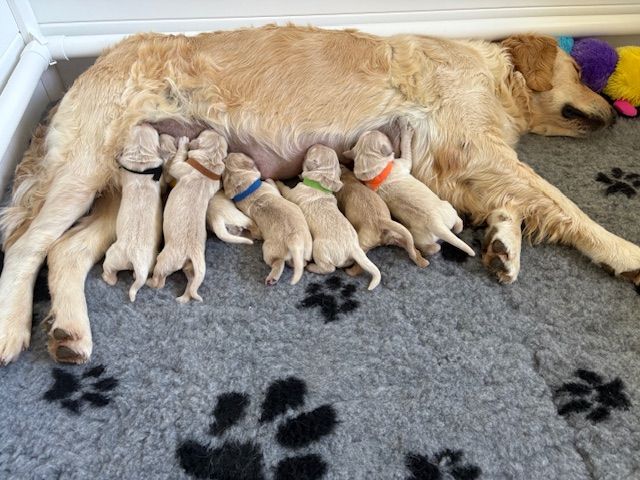Chiot Golden Retriever Brenne's River